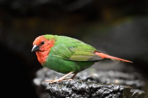 Amada červenohlavá (Erythrura psittacea) – Dennis Jacobsen / Shutterstock