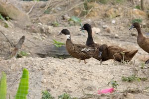 Kachny plemene khaki campbell – Najmi Arif / Shutterstock