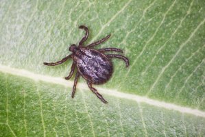 Piják stepní (Dermacentor marginatus) – S.Zykov / Shutterstock