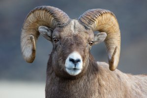 Ovce tlustorohá, hlava s mohutnými rohy (Ovis canadensis) – WilliamLWatson / Shutterstock