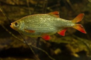 Perlín ostrobřichý (Scardinius erythrophthalmus) – Podolnaya Elena / Shutterstock
