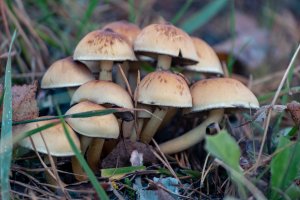 Třepenitka svazčitá (Hypholoma fasciculare) – NeilSaxon / Shutterstock