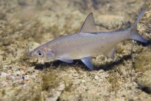 Podoustev obecná (Vimba vimba) – Rostislav Stefanek / Shutterstock