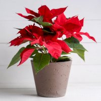 Vánoční hvězda (Euphorbia pulcherrima) – Pixel-Shot/Shutterstock