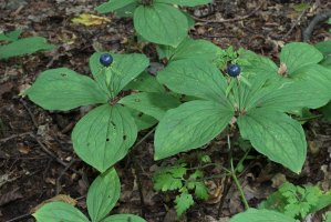 Vraní oko čtyřlisté (Paris quadrifolia), jehož listy vyrůstají v přeslenu – George Chernilevsky / Shutterstock
