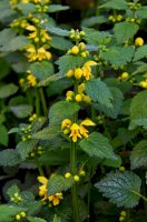 Pitulník žlutý (Lamium galeobdolon/Galeobdolon luteum) – weha/Shutterstock