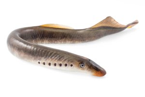 Mihule říční (Lampetra fluviatilis) z podtřídy mihulí – Andrei Nekrassov / Shutterstock