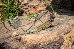 Ještěrka vyhřívající se na slunci – VED cine naturaleza arte / Shutterstock