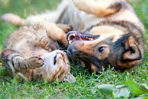 Mezidruhová komunikace kočky a psa – vvvita / Shutterstock