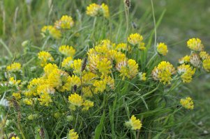 Úročník bolhoj (Anthyllis vulneraria) – Martin Fowler/Shutterstock