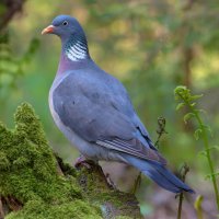 Holub hřivnáč – Nick Vorobey / Shutterstock