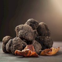Lanýž pravý (Tuber melanosporum) – roger-scardigno/Depositphotos