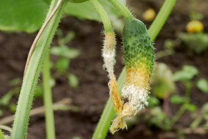 Plod okurky napadený houbou hlízenkou hlíznatou (Sclerotinia sclerotiorum) – Georgy Dzyura / Shutterstock
