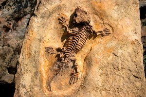 Fosílie vyhynulého obojživelníka z rodu Seymouria, podřádu Seymouriamorpha – islavicek / Shutterstock