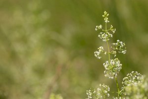 Svízel povázka (Galium mollugo) – Nancy J. Ondra/Shutterstock