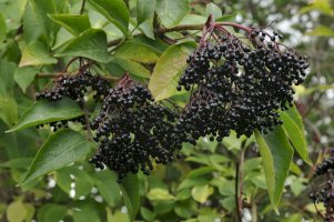 Bez černý (Sambucus nigra) – Martin Fowler/Shutterstock