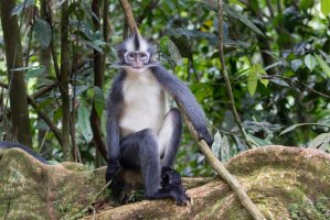 Hulman ebenový (Presbytis thomasi) – Greg Gillies / Shutterstock