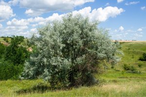 Hlošina úzkolistá (Eleagnus angustifolia) – Volodymyr Nikitenko / Shutterstock