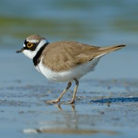 Kulík říční – aaltair / Shutterstock