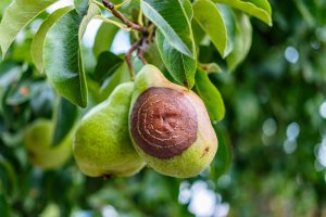 Hlízenka chabá (Monilia laxa) – Another77 / Shutterstock