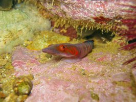 Caroun Candolův (Lepadogaster candollei) – Damsea / Shutterstock
