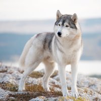 Sibiřský husky – Sergey Bessudov/Shutterstock