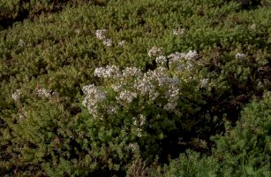 Rozchodník bílý (Sedum album) – colin grice/Shutterstock