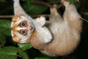 Lori ryšavý (Loris tardigradus) – Kantapat / Depositphotos