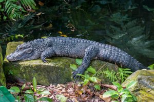 Aligátor čínský (Alligator sinensis) – Danny Ye / Shutterstock