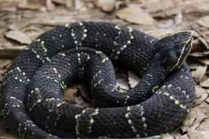 Ploskolebec mexický (Agkistrodon bilineatus) – Eduardo Estellez / Shutterstock