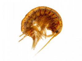 Blešivec (Gammarus lacustris) – Ernie Cooper / Shutterstock