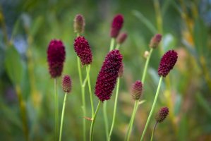 Krvavec toten (Sanguisorba officinalis) – Anatoliy Berislavskiy/Shutterstock