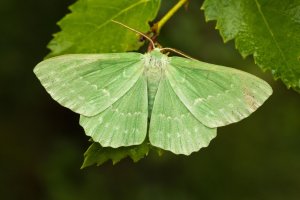 Motýl zelenopláštník březový (Geometra papilionaria) z čeledi píďalkovitých – Donald Watt Photography / Shutterstock