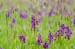Vstavač kukačka (Orchis morio) – Andrew Fletcher/Shutterstock