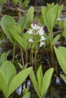 Vachta trojlistá (Menyanthes trifoliata) – Martin Fowler/Shutterstock