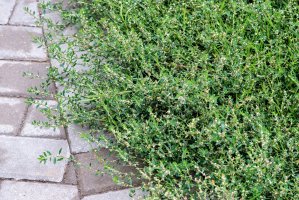 Truskavec ptačí (Polygonum aviculare) – Algirdas Gelazius / Shutterstock