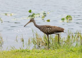 Kurlan chřástalovitý (Aramus guarauna) – picturist / Depositphotos