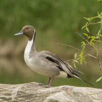 Ostralka štíhlá – Mircea Costina / Shutterstock