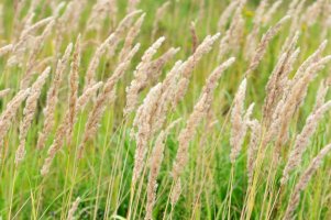 Třtina křovištní (Calamagrostis epigejos) – petrovichlili/Shutterstock
