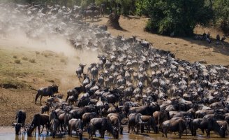 Migrace pakoní – GUDKOV ANDREY / Shutterstock