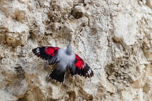 Zedníček skalní (Tichodroma muraria) – Tomasz Klejdysz / Shutterstock