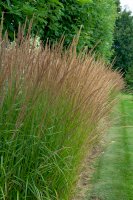 Bezkolenec modrý (Molinia caerulea) – InfoFlowersPlants/Shutterstock