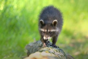 Mýval severní (Procyon lotor) mládě – Miroslav Hlavko / Shutterstock