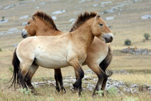 Kůň Převalského – loflo69 / Shutterstock