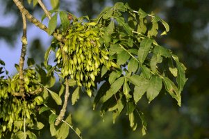 Jasan ztepilý (Fraxinus excelsior) – Martin Fowler/Shutterstock