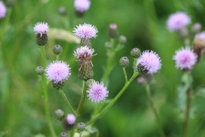 Pcháč oset (Cirsium arvense) – Mr. Meijer/Shutterstock
