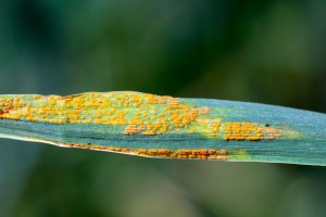 Rez plevová (Puccinia striiformis) na pšenici – Tomasz Klejdysz / Shutterstock