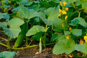 Okurka setá (Cucumis sativus) – RealityImages/Shutterstock