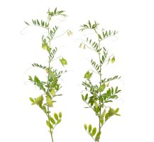 Čočka jedlá (Lens esculenta) – spline_x/Shutterstock