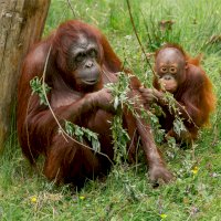 Orangutan (Pongo pygmaeus), samice s mládětem – Jolanda Aalbers/Shutterstock